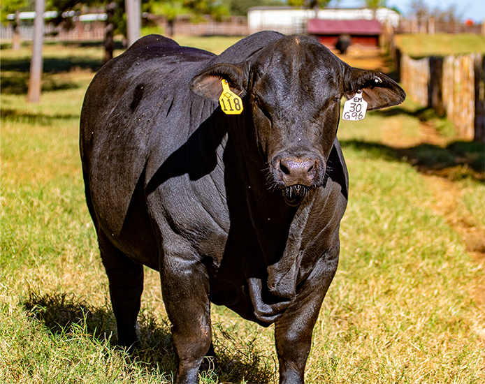 Brangus Show Calves